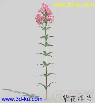一株开满花的紫花泽兰模型的图片