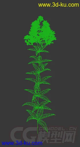 一株开满花的紫花泽兰模型的图片