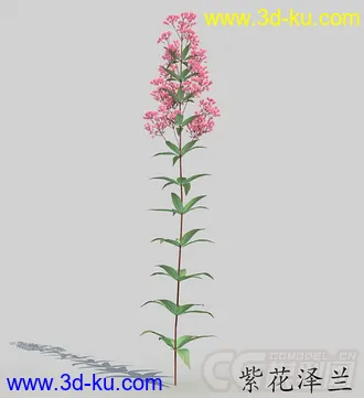 长叶中的紫花泽兰模型的图片