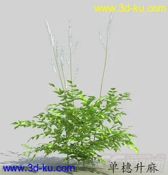 一丛单穗升麻模型的图片