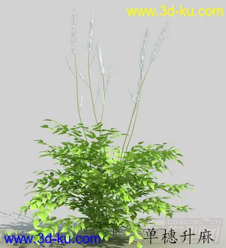 3D打印模型一丛单穗升麻 开着白色小花的图片