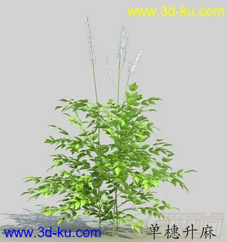 一丛单穗升麻模型的图片