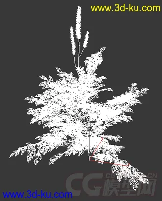 一株单穗升麻花蕾期模型的图片