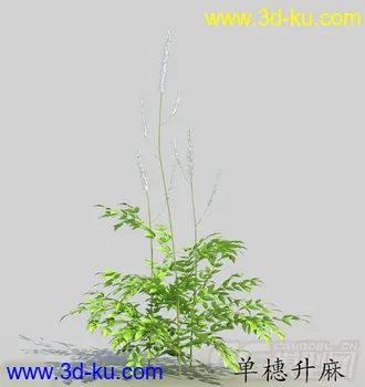 一丛单穗升麻长叶期模型的图片