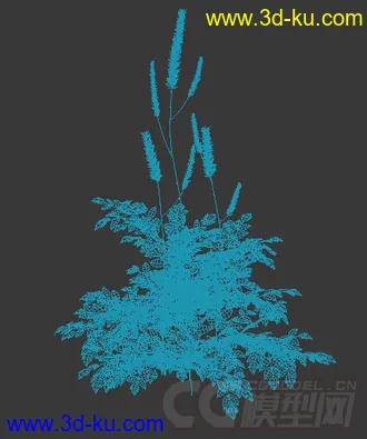 一丛单穗升麻长叶期模型的图片