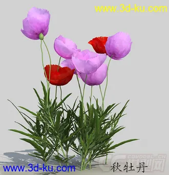 一簇秋牡丹花模型的图片