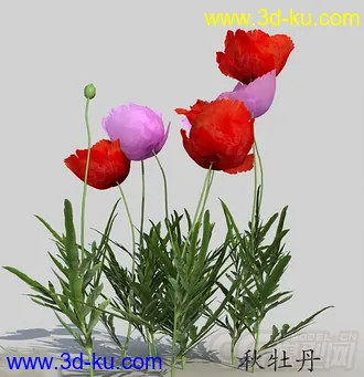 一丛秋牡丹花模型的图片