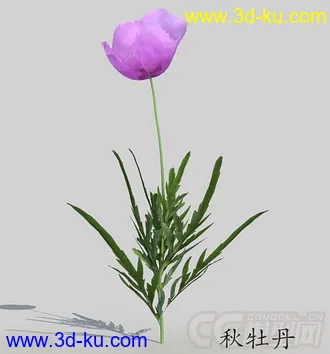 一株紫色的秋牡丹花模型的图片