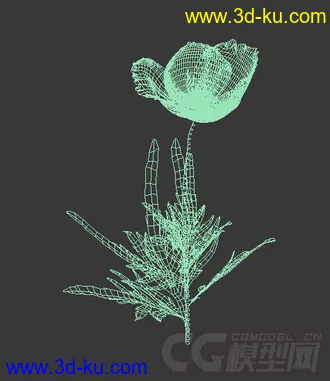 一株紫色的秋牡丹花模型的图片