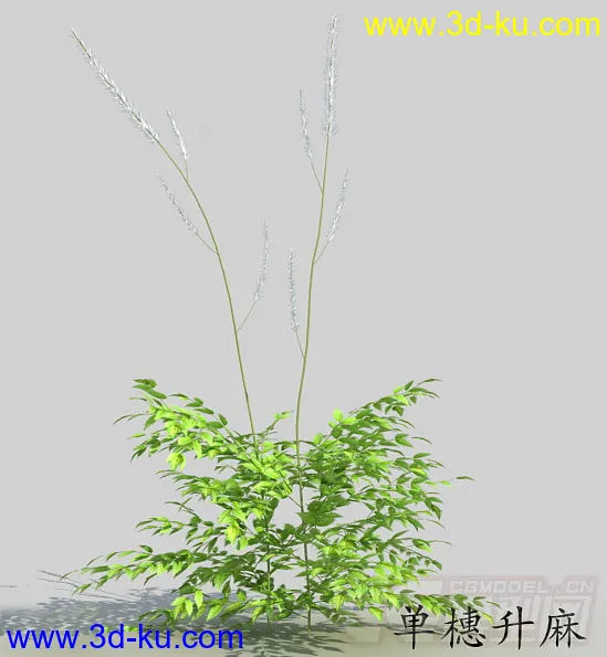 长叶的单穗升麻模型的图片2