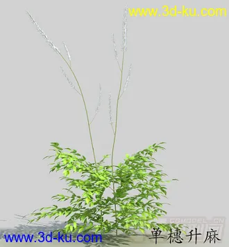 长叶的单穗升麻模型的图片