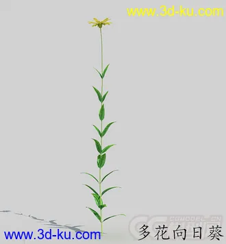 一株多花向日葵模型的图片