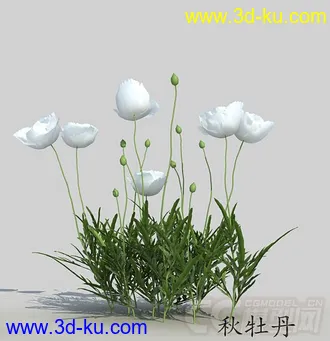一丛白色的秋牡丹花模型的图片