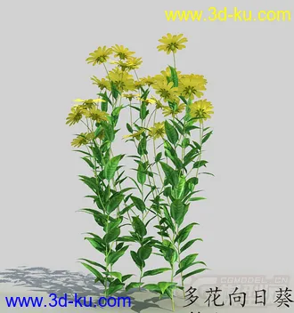 一丛多花向日葵模型的图片