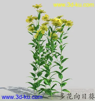 一丛多花向日葵模型的图片