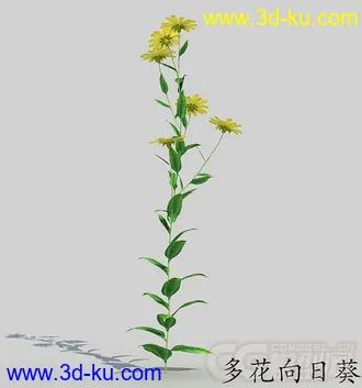一株多花向日葵花模型的图片