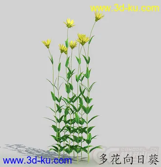 长花苞的多花向日葵模型的图片