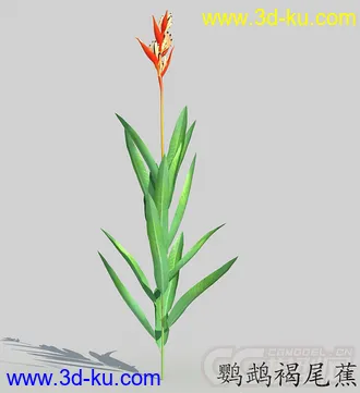 一株鹦鹉褐尾蕉花模型的图片