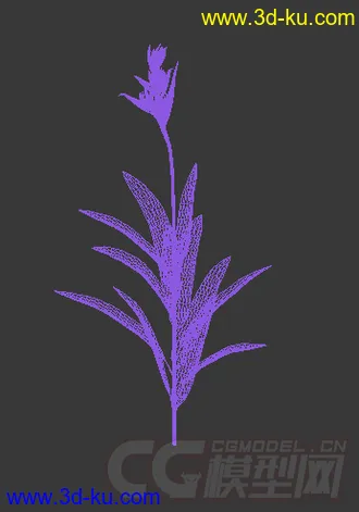 长花苞的鹦鹉褐尾蕉花模型的图片