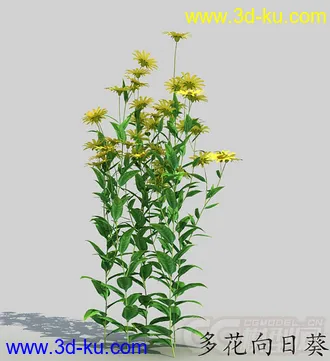 一簇多花向日葵模型的图片
