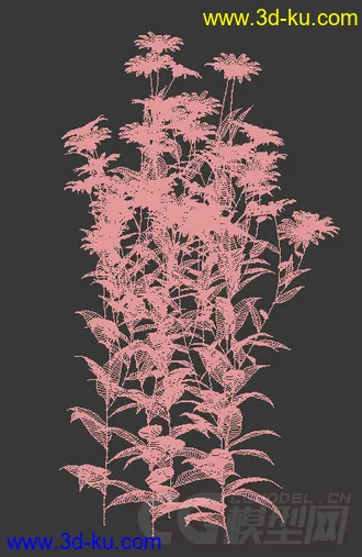 一簇多花向日葵模型的图片