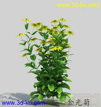 一丛金光菊花模型的图片