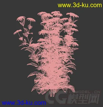 一丛金光菊花模型的图片