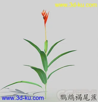 一株鹦鹉褐尾蕉花模型的图片