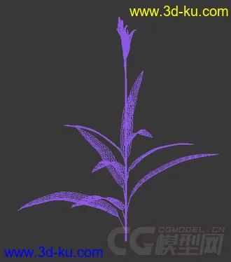 一株鹦鹉褐尾蕉花模型的图片