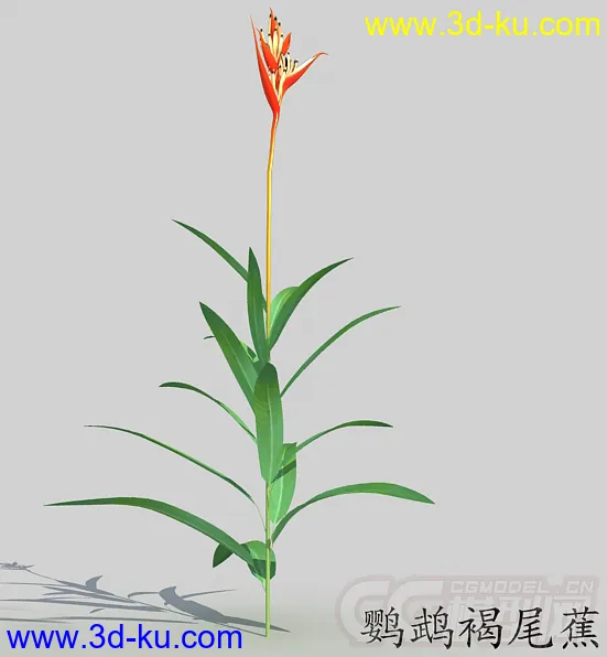 花蕾期的鹦鹉褐尾蕉花模型的图片1