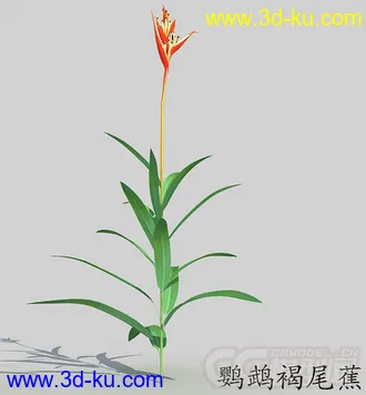 花蕾期的鹦鹉褐尾蕉花模型的图片