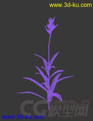 花蕾期的鹦鹉褐尾蕉花模型的图片