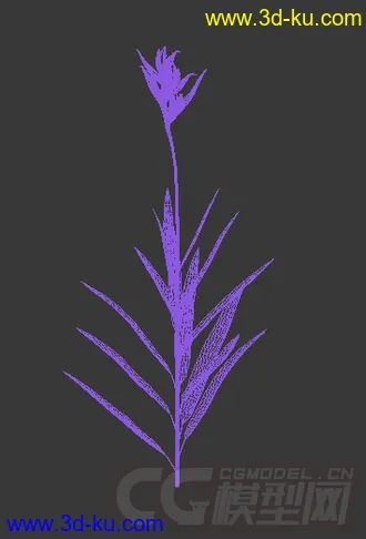 一株鹦鹉褐尾蕉花模型的图片