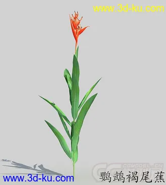 花蕾期的鹦鹉褐尾蕉花模型的图片