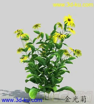 一丛金光菊花模型的图片