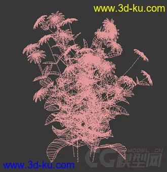 一丛金光菊花模型的图片