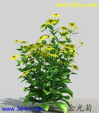 一丛金光菊花模型的图片