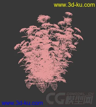 一丛金光菊花模型的图片