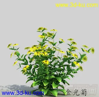 一丛金光菊花模型的图片