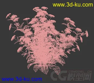 一丛金光菊花模型的图片