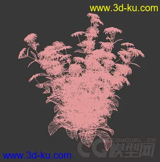 一簇金光菊花模型的图片