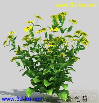 一簇金光菊花模型的图片