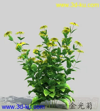 一簇金光菊花模型的图片