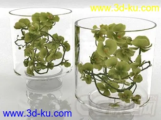 一个植物模型的图片