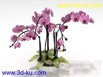 一盆兰花模型的图片