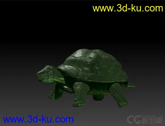 3D打印模型写实乌龟的图片