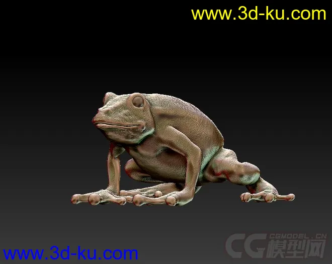 青蛙模型的图片2