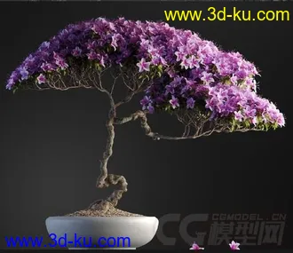 国外高精度室内外盆景3d模型  带贴图的图片