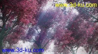 5个高分辨率日本枫树模型，FBX格式。树皮和树叶纹理都包括在内的图片