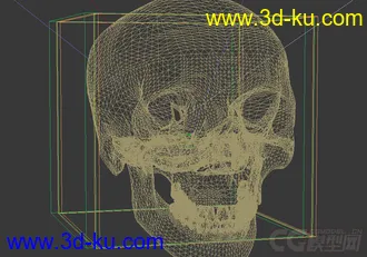 3D打印模型头骨练习的图片